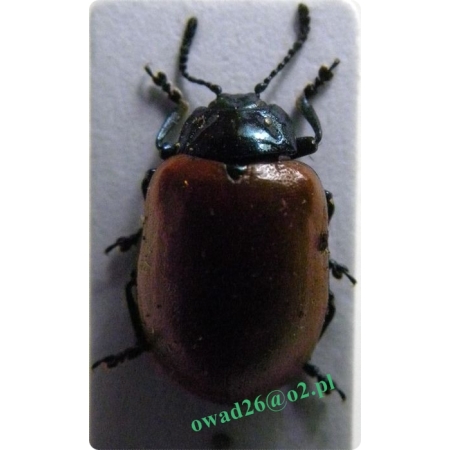 Chrysomela populi Linnaeus, 1758 Rynnica topolowa